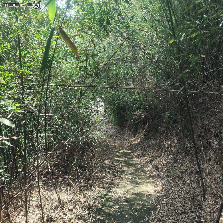 后里區鳳凰山步道+觀音山步道，竹林綠蔭豐富不怕曬的步道!