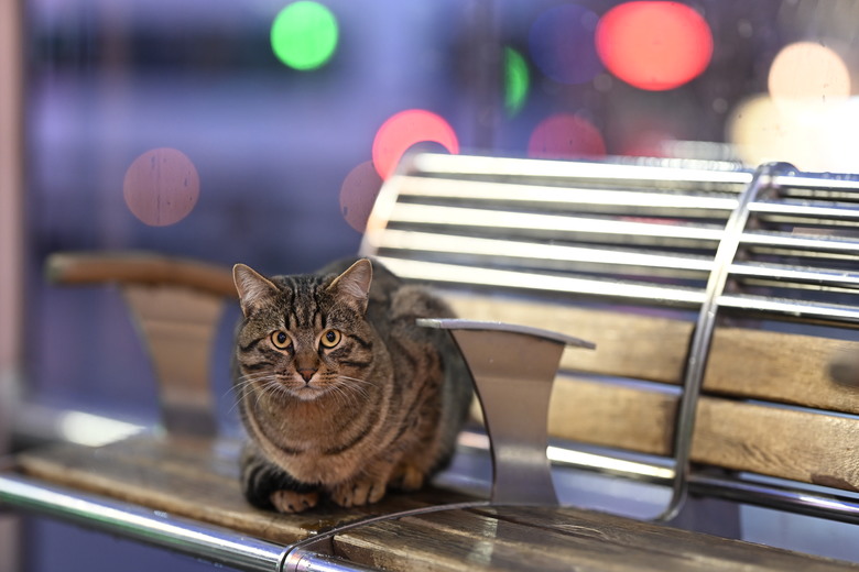 NIKKOR Z 135mm f/1.8 S Plena – 攝影 I人的安全距離