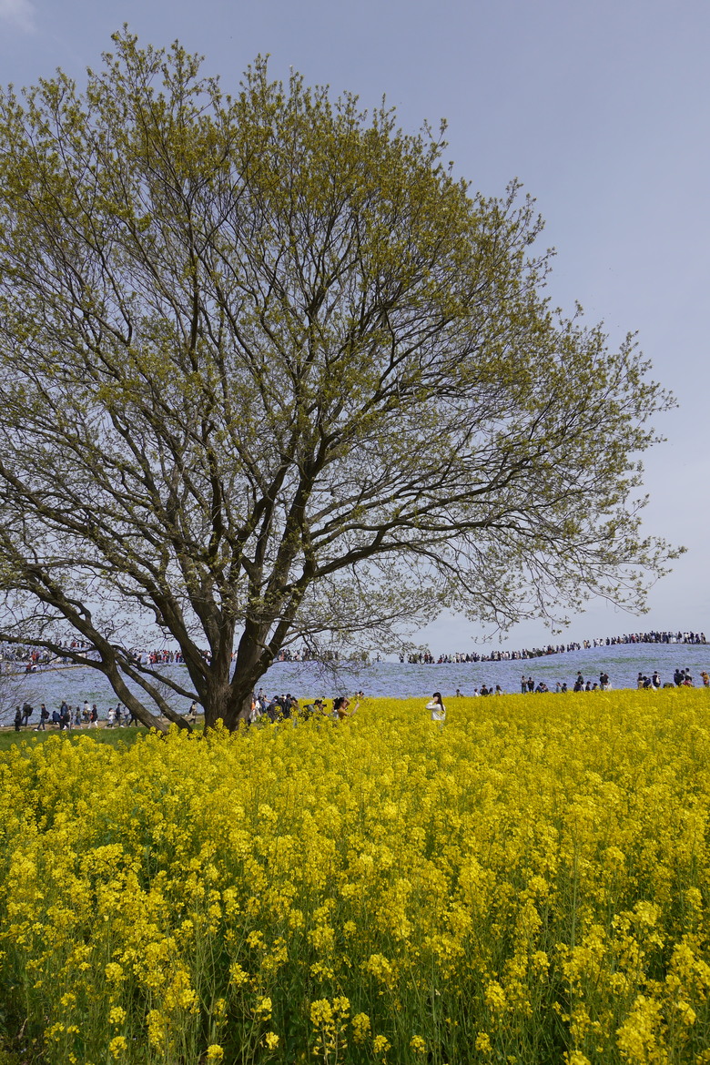 茨城縣 國營常陸海濱公園