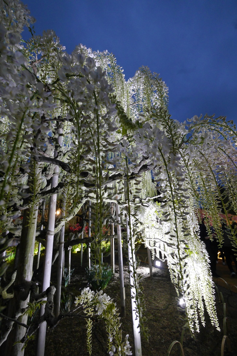 足利花卉公園