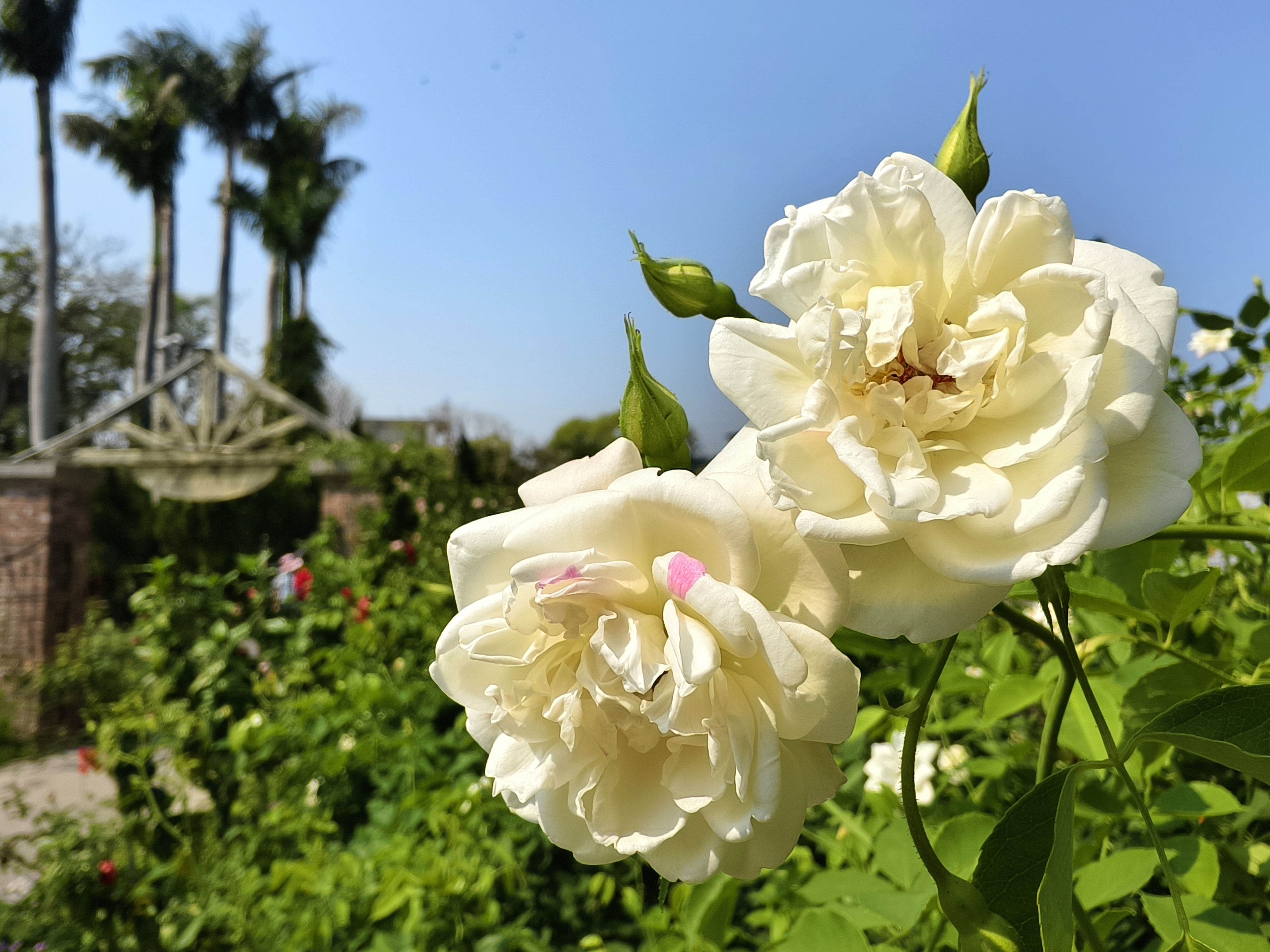 【台北市】花博公園新生園區 (玫瑰展、天使生活館、植物典藏館)