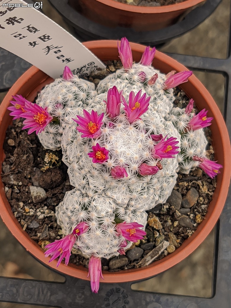 多肉植物開花 台南市歸仁區七甲花卉區 04/06