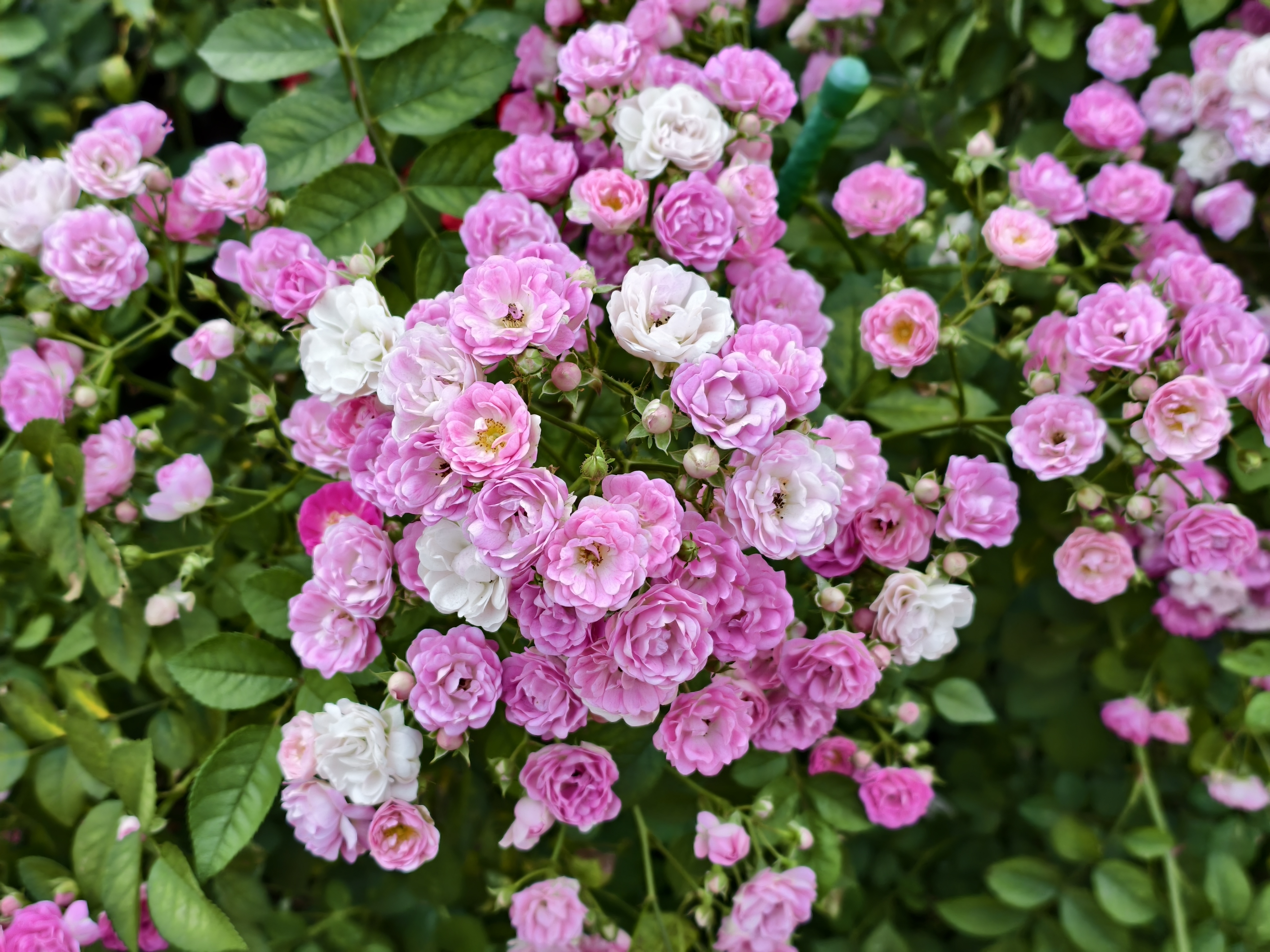 【台北市】花博公園新生園區 (玫瑰展、天使生活館、植物典藏館)