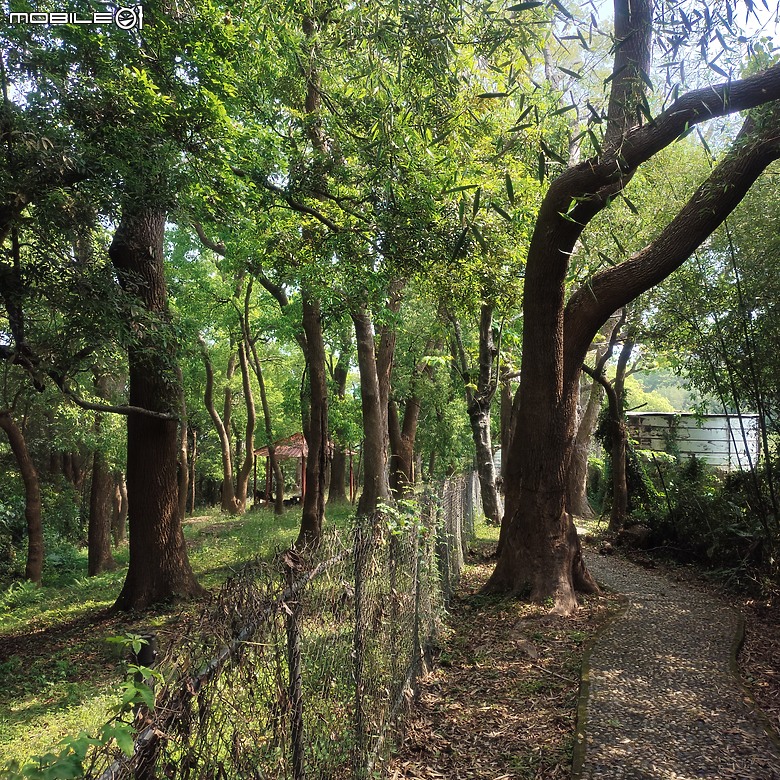 后里區鳳凰山步道+觀音山步道，竹林綠蔭豐富不怕曬的步道!