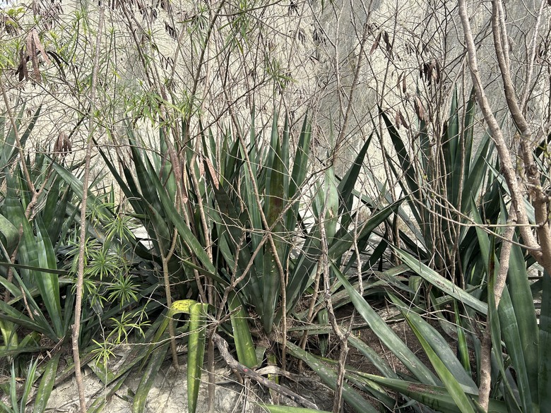 軍事堡壘與惡地交織的漯(ㄊㄚˋ)底山自然公園