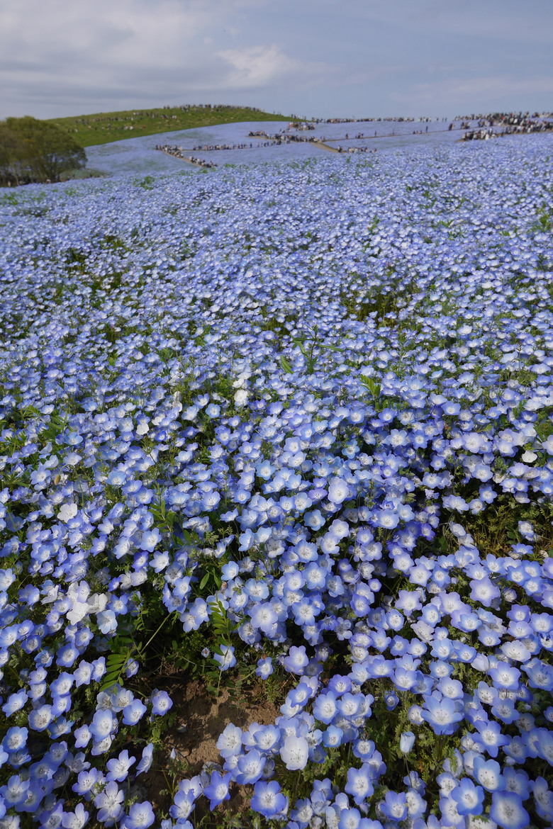 茨城縣 國營常陸海濱公園