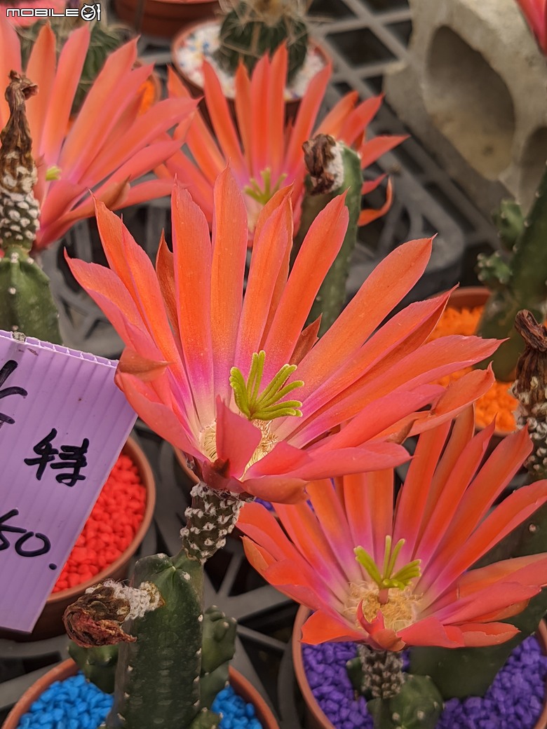 多肉植物開花 台南市歸仁區七甲花卉區 04/06