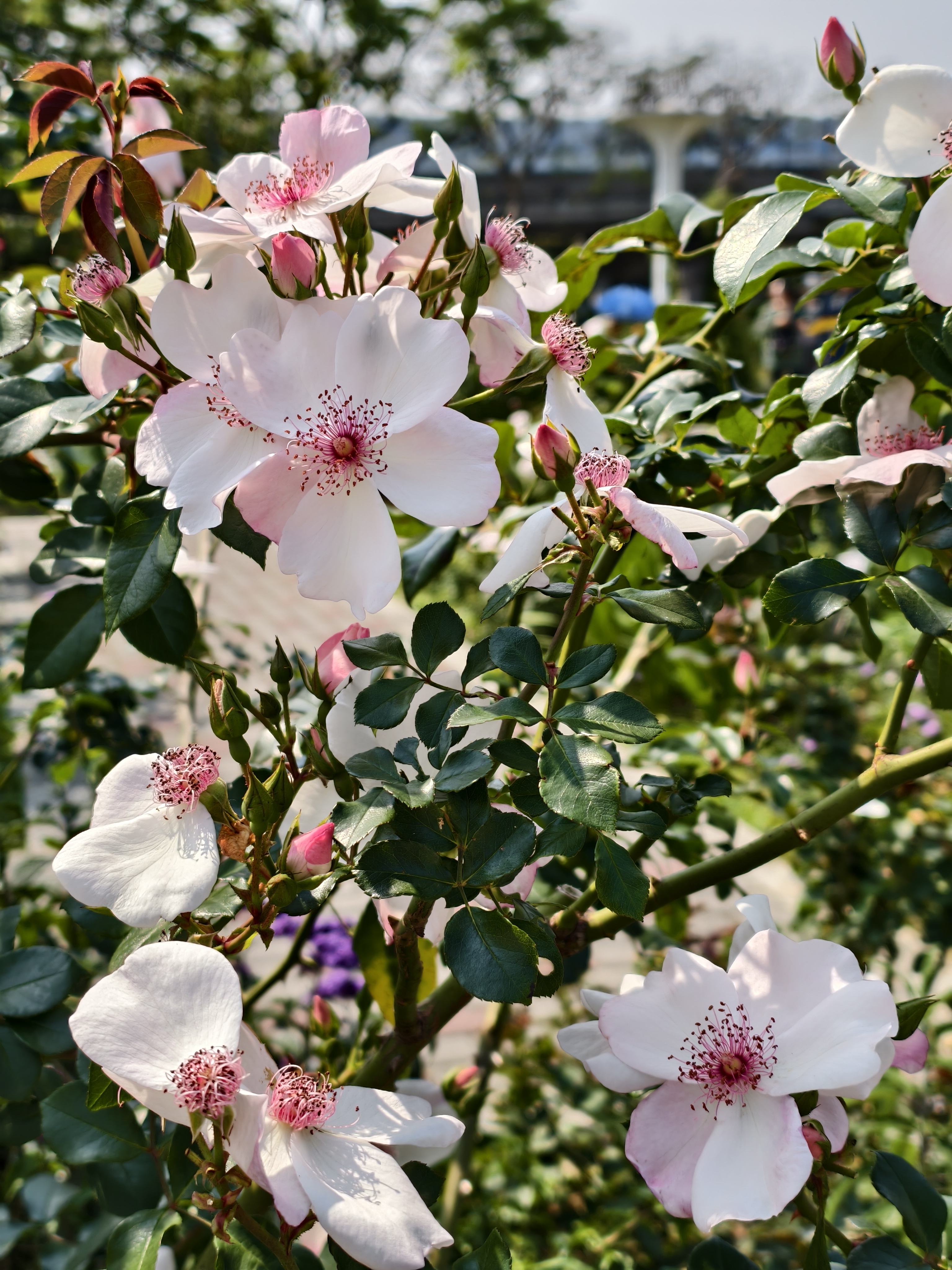 【台北市】花博公園新生園區 (玫瑰展、天使生活館、植物典藏館)