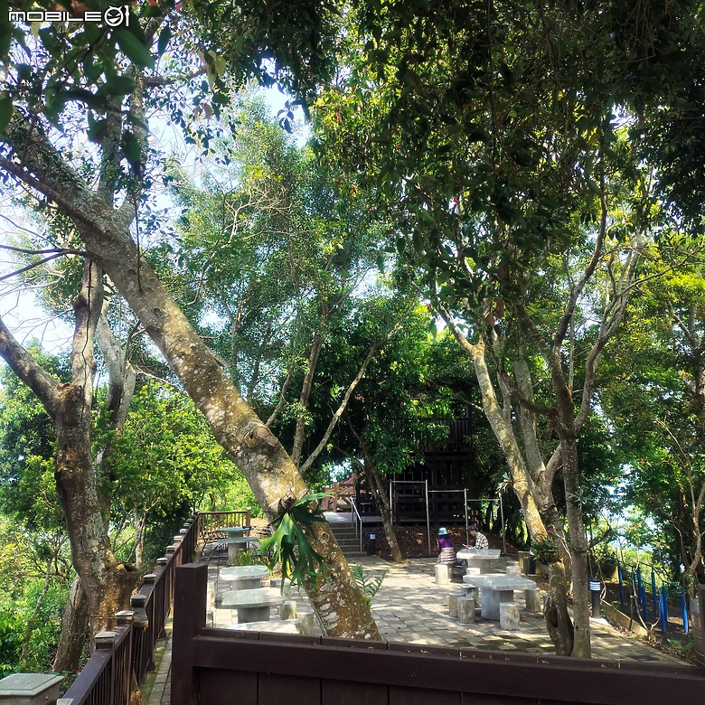 后里區鳳凰山步道+觀音山步道，竹林綠蔭豐富不怕曬的步道!