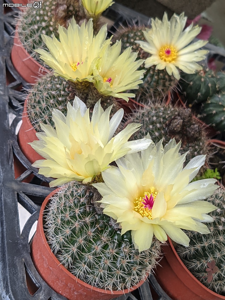 多肉植物開花 台南市歸仁區七甲花卉區 04/06
