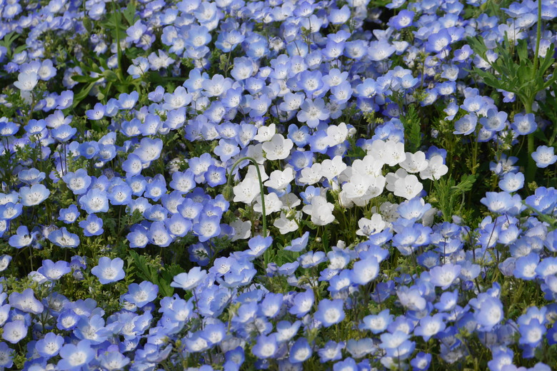 茨城縣 國營常陸海濱公園