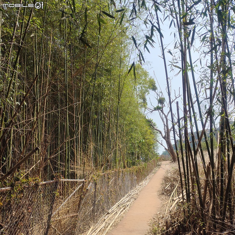后里區鳳凰山步道+觀音山步道，竹林綠蔭豐富不怕曬的步道!