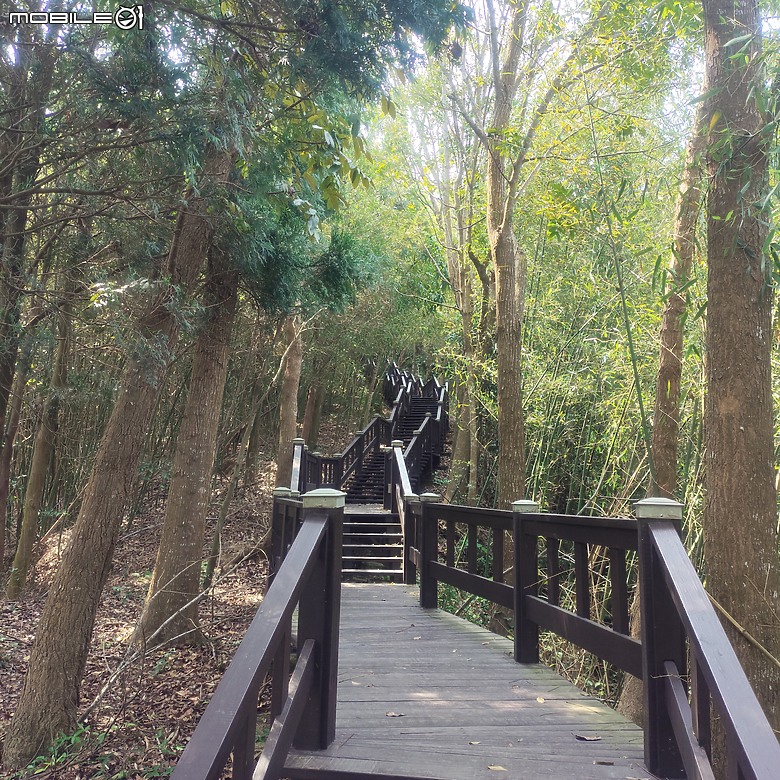 后里區鳳凰山步道+觀音山步道，竹林綠蔭豐富不怕曬的步道!