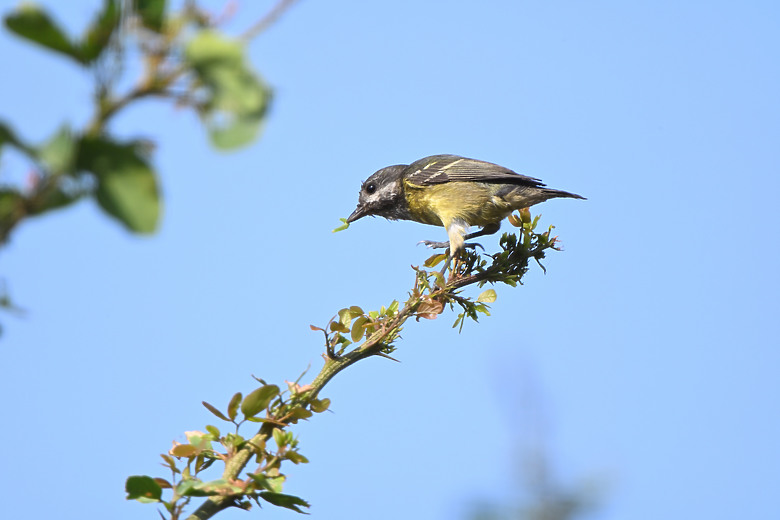 點我看大圖 Nikon Z5II紀錄淡色型和暗色型岩鷺親鳥育雛三隻幼鳥,和高字塔黃腹山雀,最難得三仙台拍到松鴉。