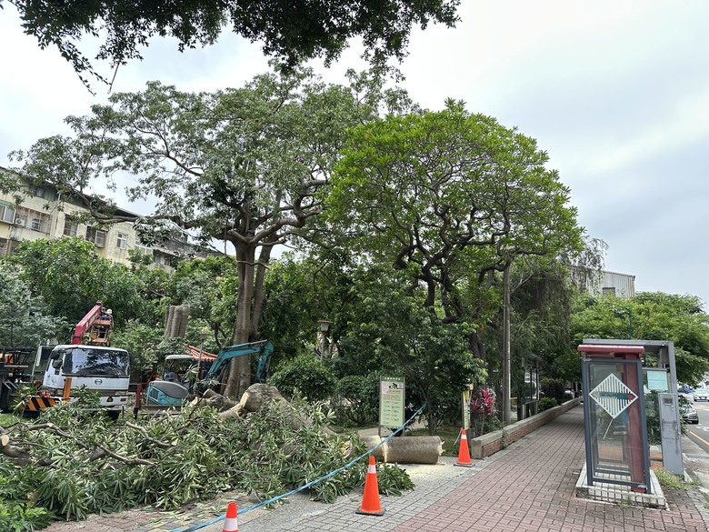 台中市的公園又砍老樹種新樹