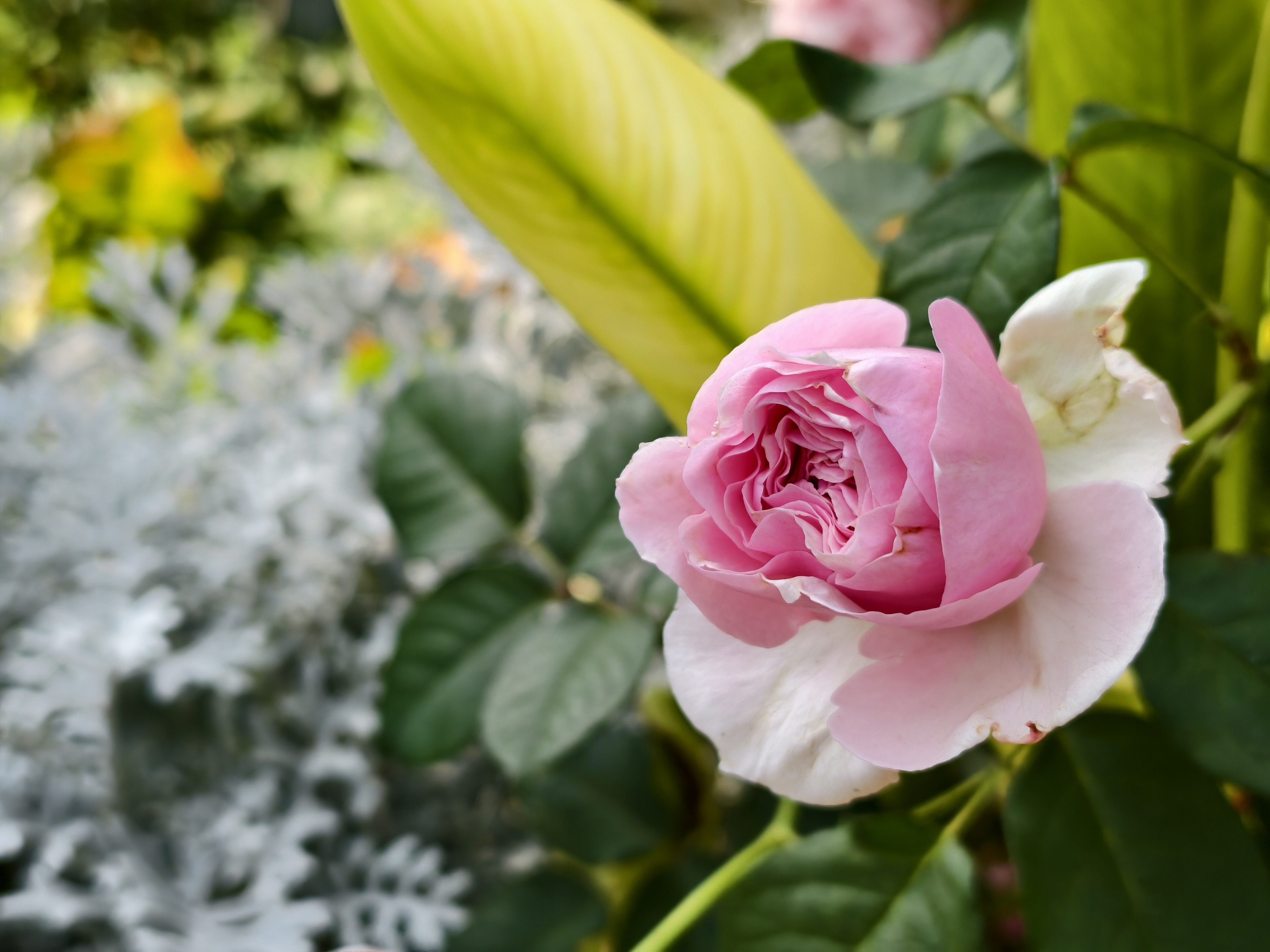 【台北市】花博公園新生園區 (玫瑰展、天使生活館、植物典藏館)