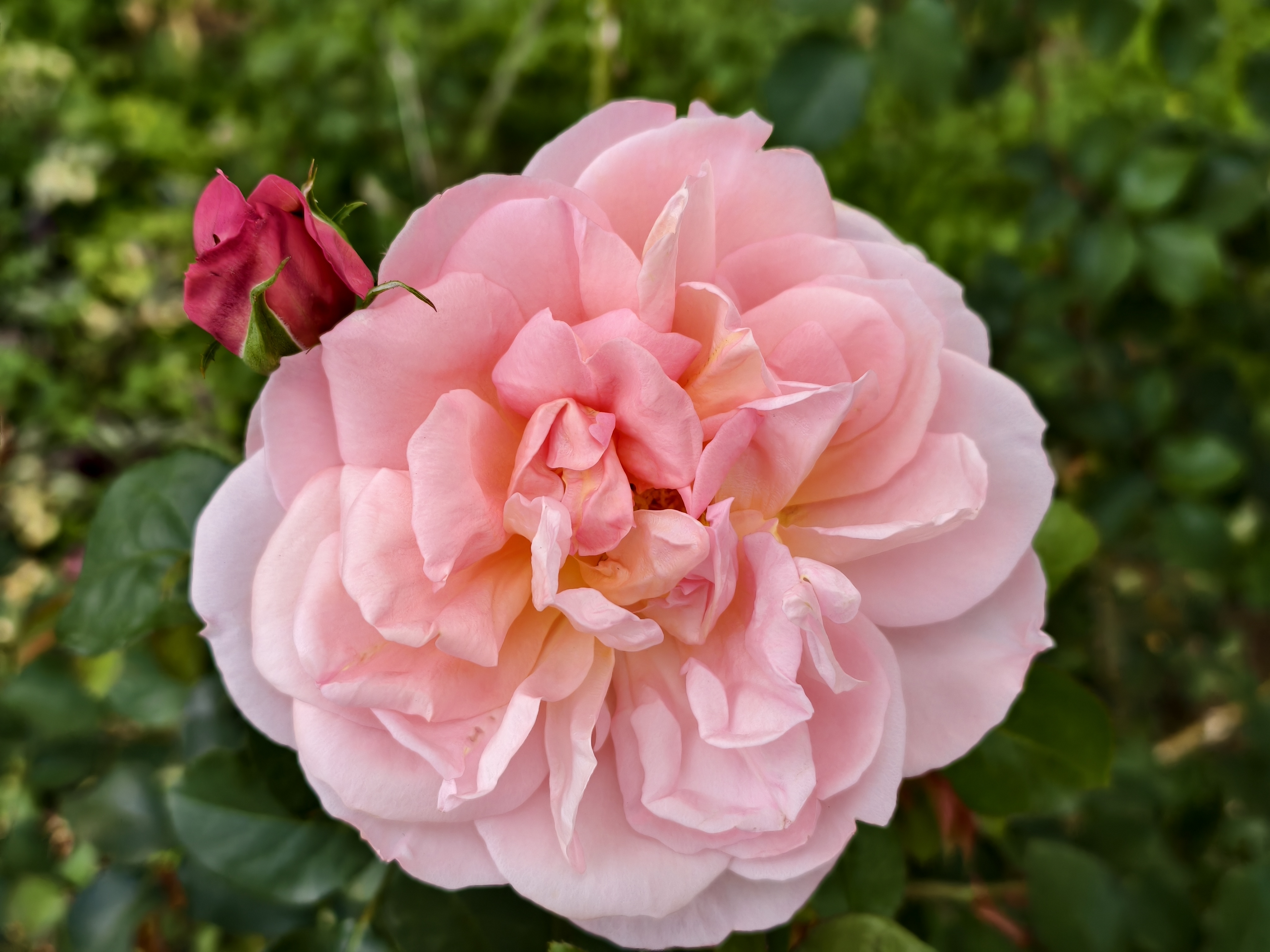 【台北市】花博公園新生園區 (玫瑰展、天使生活館、植物典藏館)