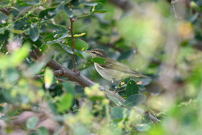 點我看大圖 Nikon Z5II紀錄淡色型和暗色型岩鷺親鳥育雛三隻幼鳥,和高字塔黃腹山雀,最難得三仙台拍到松鴉。