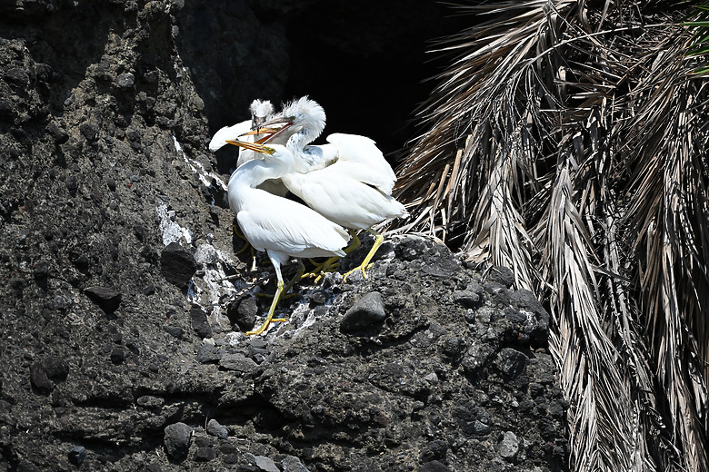 點我看大圖 Nikon Z5II紀錄淡色型和暗色型岩鷺親鳥育雛三隻幼鳥,和高字塔黃腹山雀,最難得三仙台拍到松鴉。