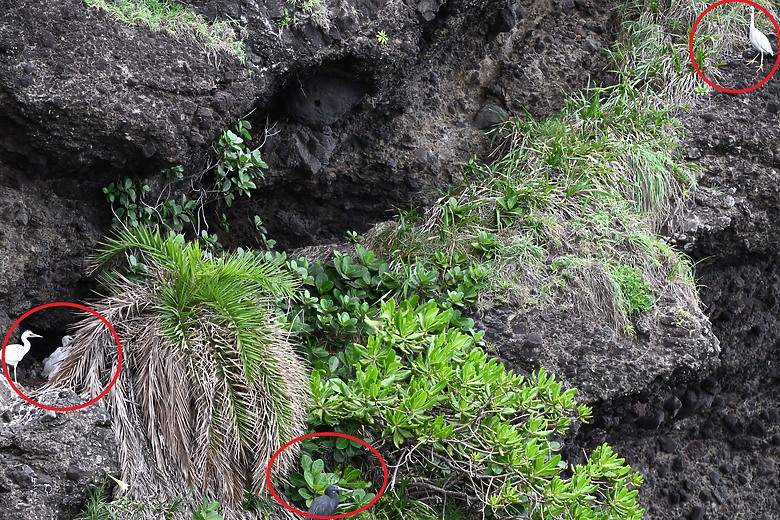 點我看大圖 Nikon Z5II紀錄淡色型和暗色型岩鷺親鳥育雛三隻幼鳥,和高字塔黃腹山雀,最難得三仙台拍到松鴉。