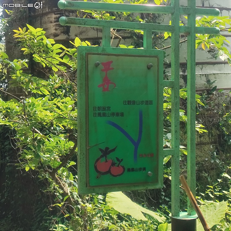 后里區鳳凰山步道+觀音山步道，竹林綠蔭豐富不怕曬的步道!