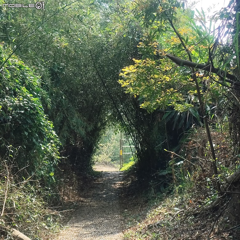 后里區鳳凰山步道+觀音山步道，竹林綠蔭豐富不怕曬的步道!