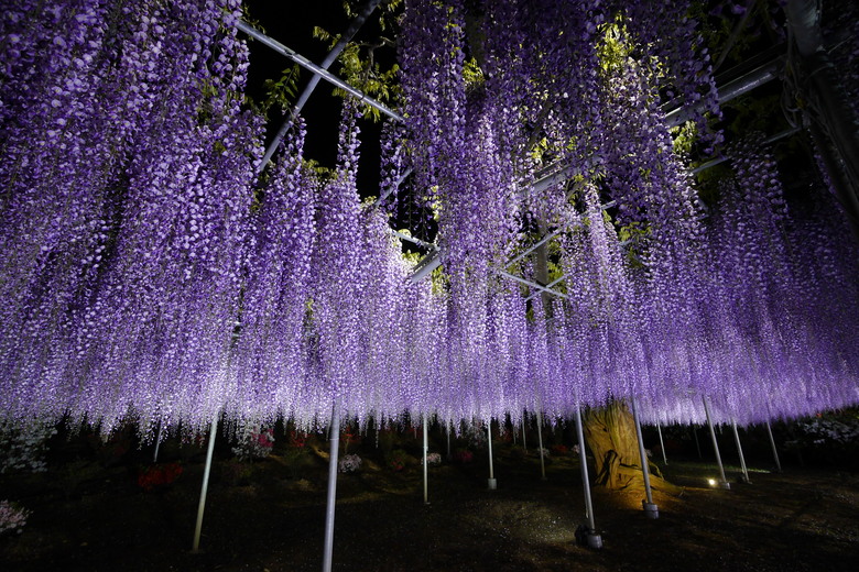 足利花卉公園