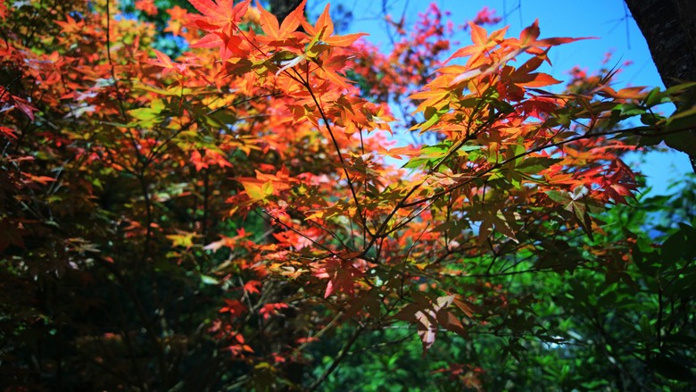 土城火焰山桐花季初探！朝山步道、三粒半、天上山、五城山大縱走！
