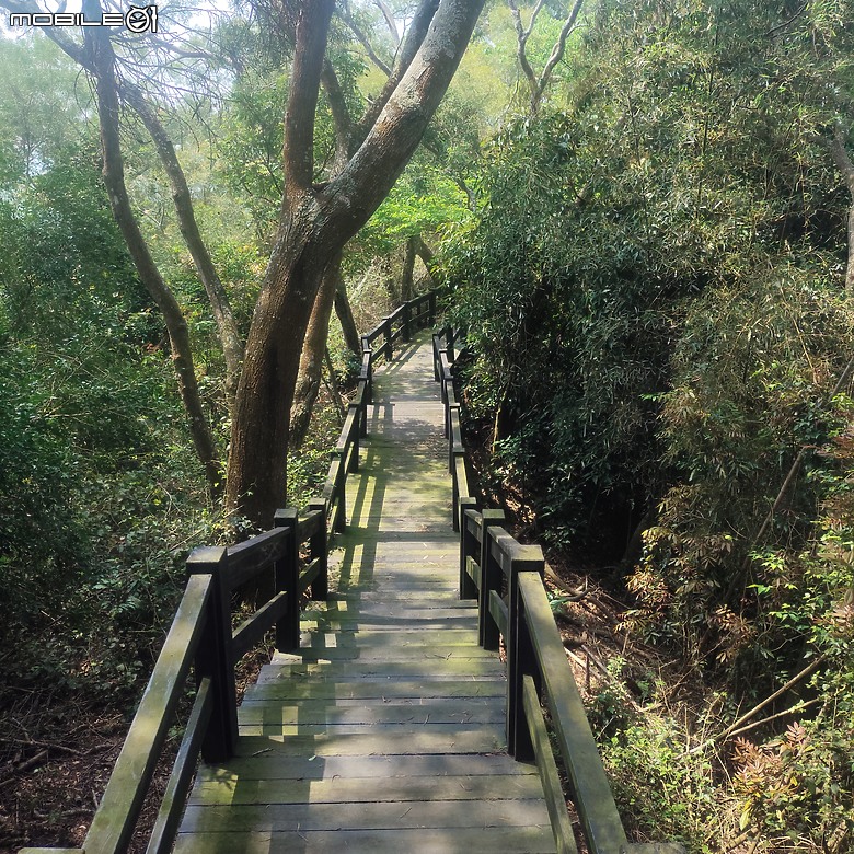 后里區鳳凰山步道+觀音山步道，竹林綠蔭豐富不怕曬的步道!