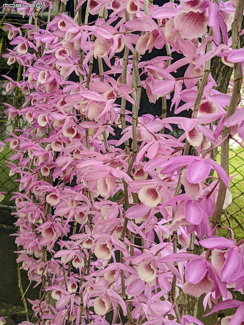 石斛蘭+百香果+曼陀羅+白水木 台南市新化合凱休閒農園 04/20