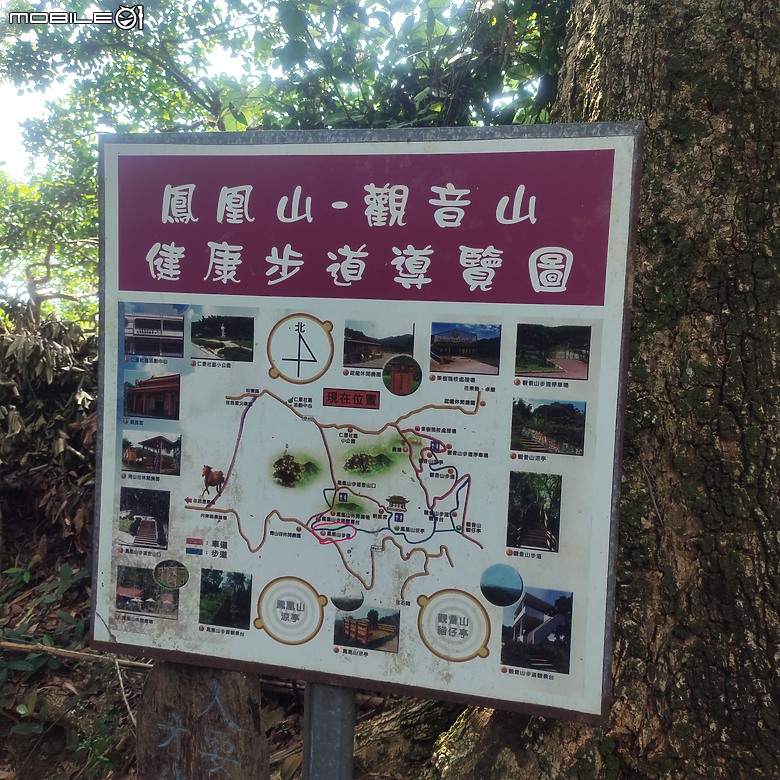 后里區鳳凰山步道+觀音山步道，竹林綠蔭豐富不怕曬的步道!