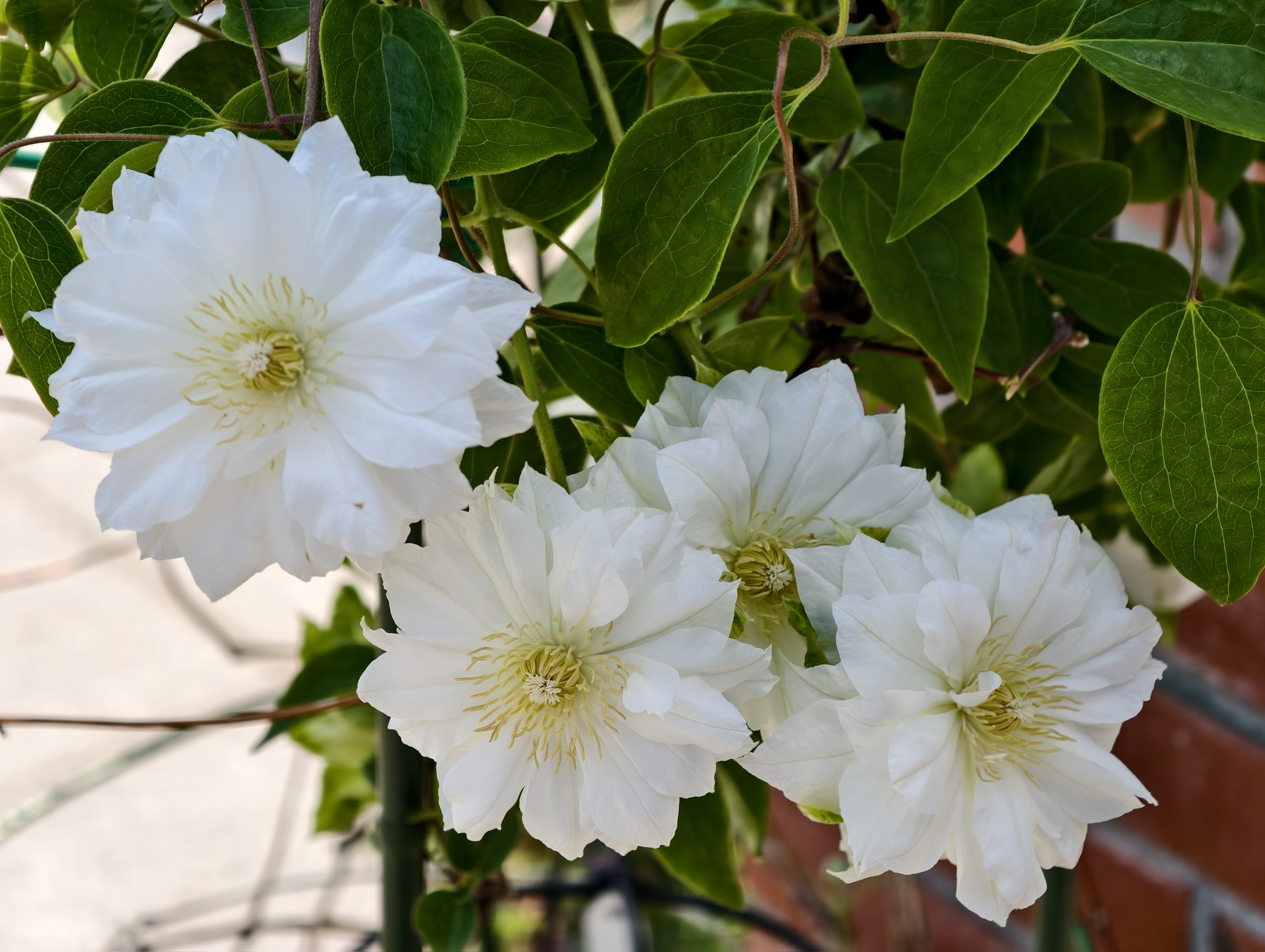【台北市】花博公園新生園區 (玫瑰展、天使生活館、植物典藏館)