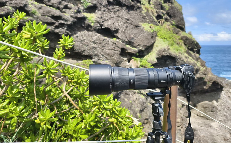 點我看大圖 Nikon Z5II紀錄淡色型和暗色型岩鷺親鳥育雛三隻幼鳥,和高字塔黃腹山雀,最難得三仙台拍到松鴉。