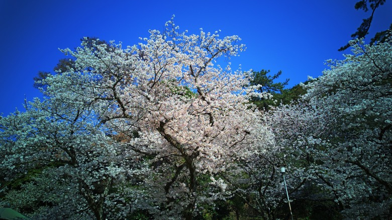 四國賞櫻之旅:松山城登高望遠、今治河堤的粉色奇蹟、琴彈公園的櫻花饗宴