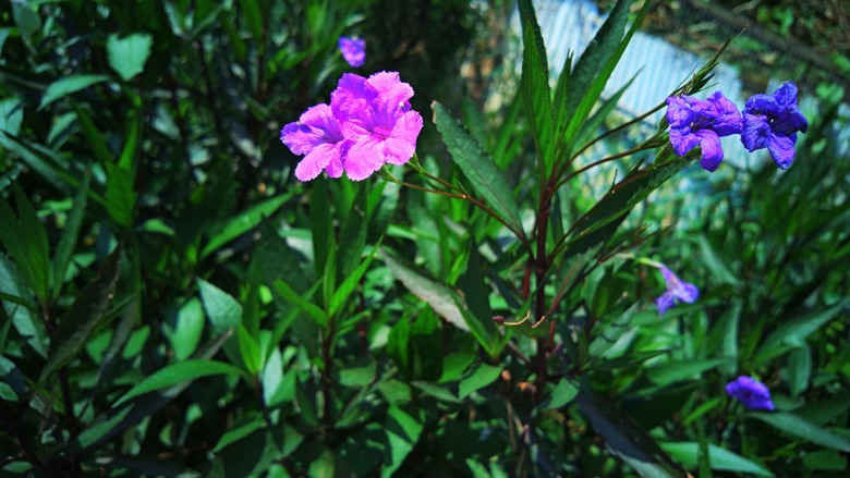 樹林大同山 大棟山健行全攻略！尋找浪漫桐花蹤跡