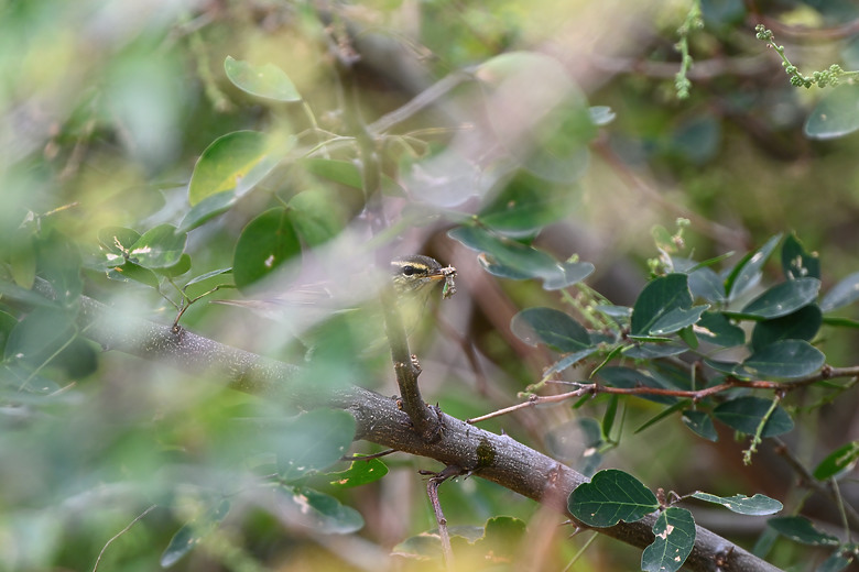 點我看大圖 Nikon Z5II紀錄淡色型和暗色型岩鷺親鳥育雛三隻幼鳥,和高字塔黃腹山雀,最難得三仙台拍到松鴉。