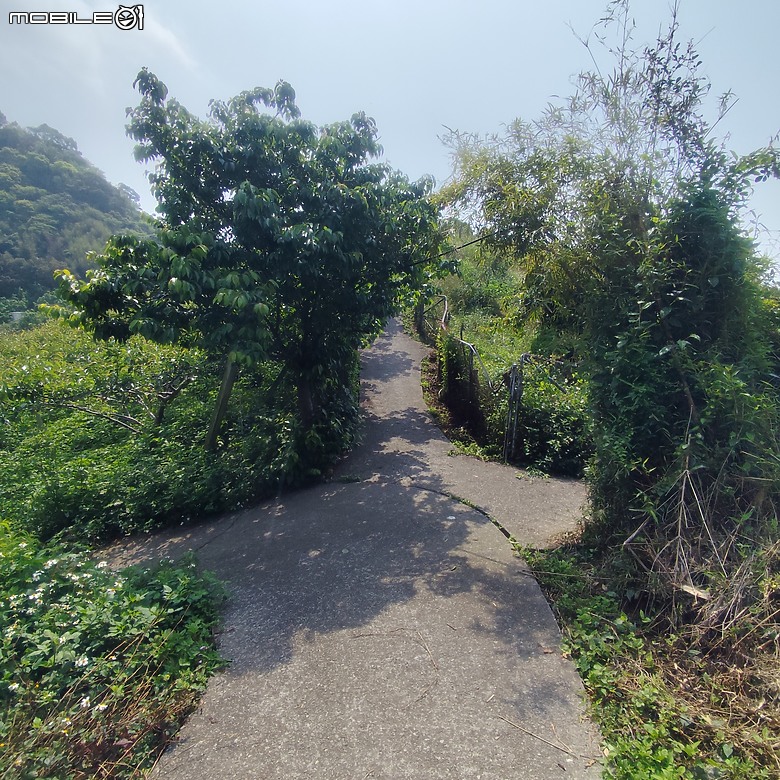 后里區鳳凰山步道+觀音山步道，竹林綠蔭豐富不怕曬的步道!