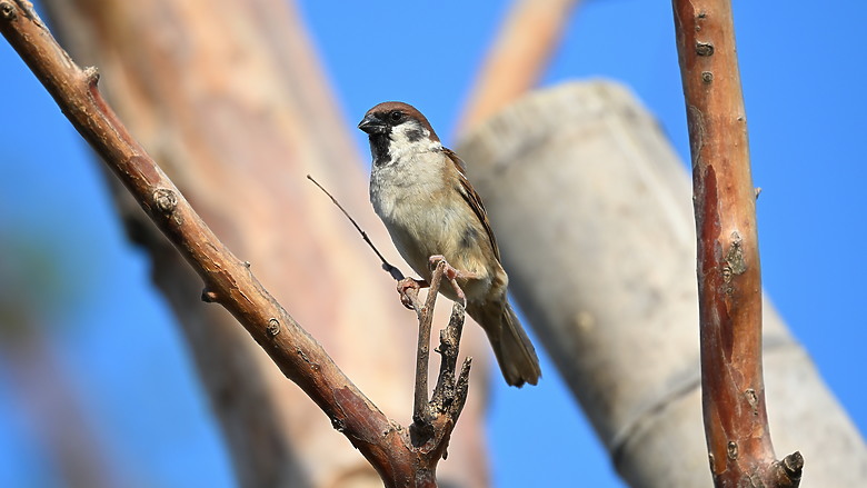 點我看大圖 Nikon Z5II紀錄淡色型和暗色型岩鷺親鳥育雛三隻幼鳥,和高字塔黃腹山雀,最難得三仙台拍到松鴉。