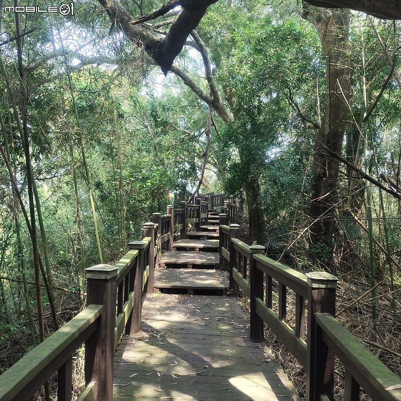 后里區鳳凰山步道+觀音山步道，竹林綠蔭豐富不怕曬的步道!