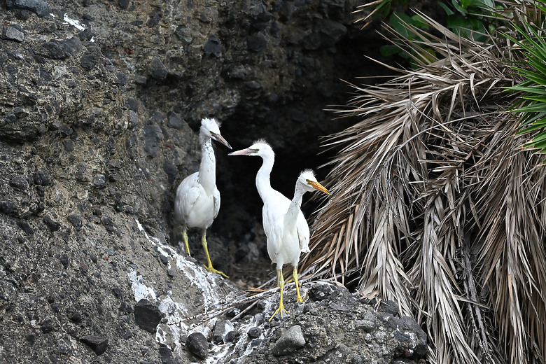 點我看大圖 Nikon Z5II紀錄淡色型和暗色型岩鷺親鳥育雛三隻幼鳥,和高字塔黃腹山雀,最難得三仙台拍到松鴉。