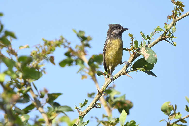 點我看大圖 Nikon Z5II紀錄淡色型和暗色型岩鷺親鳥育雛三隻幼鳥,和高字塔黃腹山雀,最難得三仙台拍到松鴉。