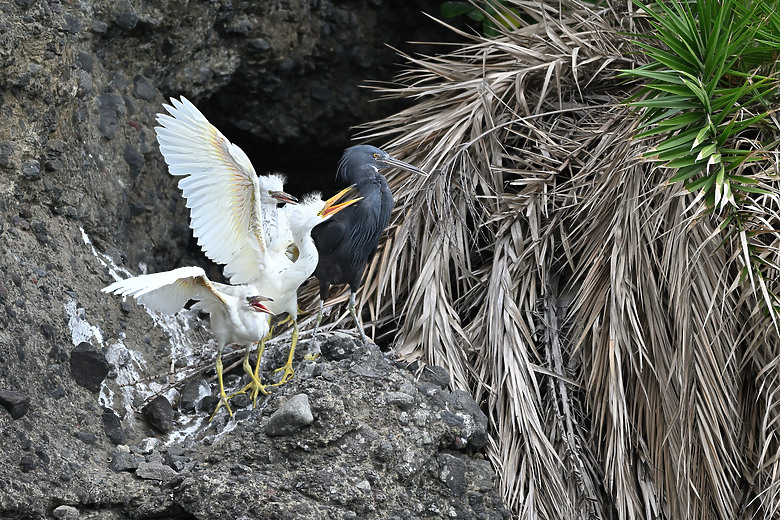 點我看大圖 Nikon Z5II紀錄淡色型和暗色型岩鷺親鳥育雛三隻幼鳥,和高字塔黃腹山雀,最難得三仙台拍到松鴉。