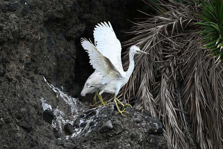 點我看大圖 Nikon Z5II紀錄淡色型和暗色型岩鷺親鳥育雛三隻幼鳥,和高字塔黃腹山雀,最難得三仙台拍到松鴉。