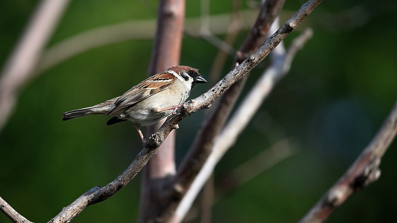 點我看大圖 Nikon Z5II紀錄淡色型和暗色型岩鷺親鳥育雛三隻幼鳥,和高字塔黃腹山雀,最難得三仙台拍到松鴉。