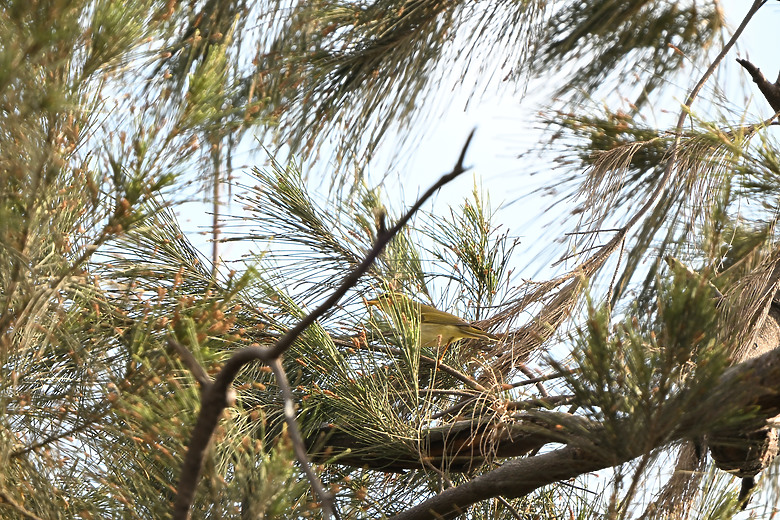 點我看大圖 Nikon Z5II紀錄淡色型和暗色型岩鷺親鳥育雛三隻幼鳥,和高字塔黃腹山雀,最難得三仙台拍到松鴉。
