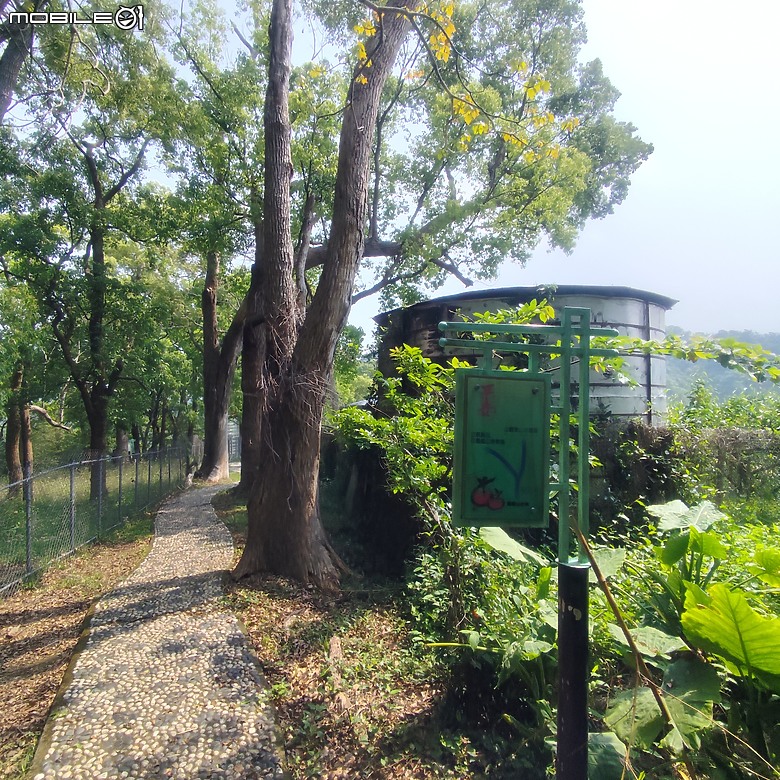后里區鳳凰山步道+觀音山步道，竹林綠蔭豐富不怕曬的步道!