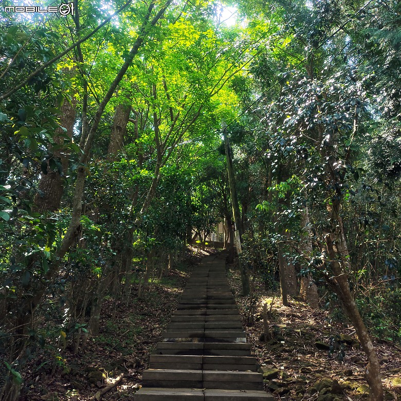 后里區鳳凰山步道+觀音山步道，竹林綠蔭豐富不怕曬的步道!