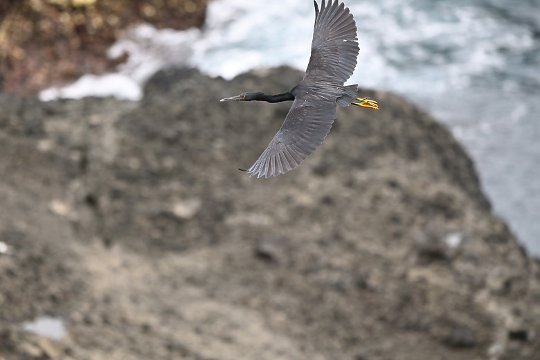 點我看大圖 Nikon Z5II紀錄淡色型和暗色型岩鷺親鳥育雛三隻幼鳥,和高字塔黃腹山雀,最難得三仙台拍到松鴉。