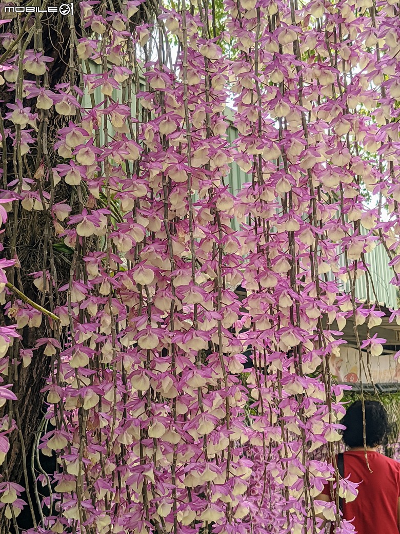 石斛蘭+百香果+曼陀羅+白水木 台南市新化合凱休閒農園 04/20