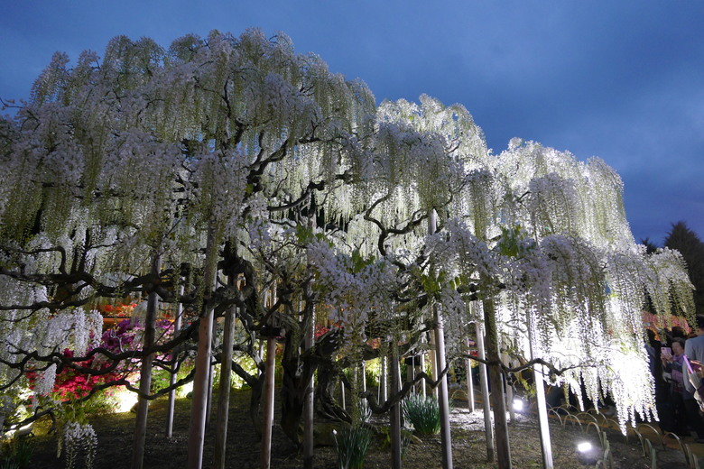 足利花卉公園